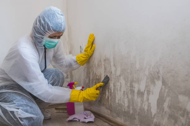 Best Attic Mold Remediation in Lathrop, CA
